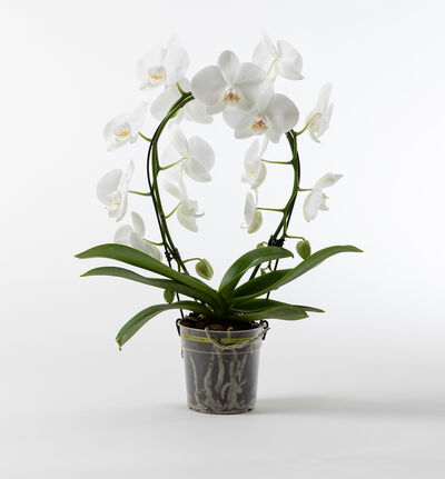 Hvit orkide på bøyle Hvit orkide på bøyle